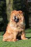CHOW CHOW 652